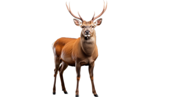 Majestic stag standing proud with transparent background for creative designs png