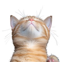 Orange tabby cat looking upward with transparent background for creative use png