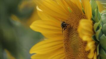 A bee collects pollen from a sunflower in an agricultural field. Close-up video