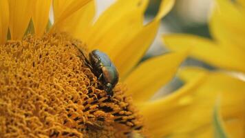 A harmful harmful cockchafer sits on a sunflower in an agricultural field. Macro shooting video