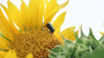 A harmful Chafer sits on a sunflower in an agricultural field. Macro shooting video