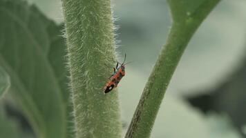 Blister beetle on a flower stem video