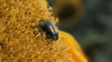 A harmful may beetle sits on a sunflower in an agricultural field. Macro shooting video