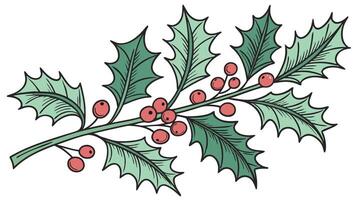 Holly branch with berries and leaves vector
