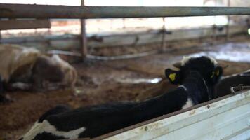 Cattle in the Barn Maintaining a Healthy Livestock Environment for Better Farming Practices video