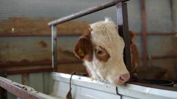 A curious and playful calf is happily exploring its surroundings in a charming barn setting video