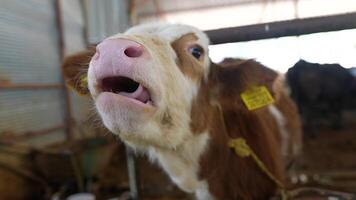 A curious little calf exploring its farm environment on a breezy day happily plays and roams video