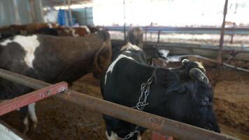 A picturesque scene of cattle situated within a traditional barn of a dairy farm landscape video