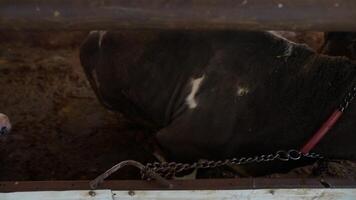 A delightful closeup of a calf situated in a cozy barn environment that feels warm and inviting video