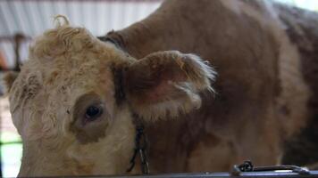 A Curious Calf in a Vibrant Farm Environment, Exploring Its Surroundings with Wonder video