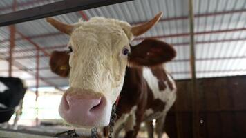 A detailed closeup view of a Dairy Cow in a serene Farm Setting surrounded by nature video