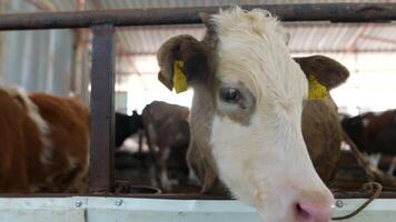 A captivating closeup image of a Dairy Cow captured within a serene barn setting video