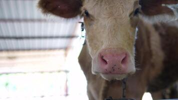 A closeup view of a delightful brown and white cow situated within a charming farm setting video