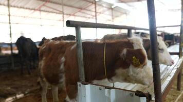 Cattle in the Current Environment of a Modern Dairy Farm and Agricultural Setting video