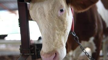 A CloseUp View of a Curious Cow in a Rustic Barn Environment Capturing its Innocent Charm video
