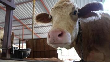 CloseUp of a Cow in a Farm Setting, capturing the essence of rural life and agriculture video