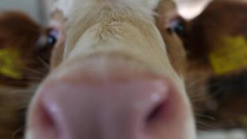Closeup view of an adorable and curious calf, complete with its distinctive ear tags video
