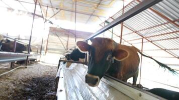 Healthy Dairy Cattle Thriving in a Modern Farm Environment Driven by Advanced Practices video