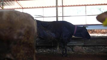 A serene setting featuring a Black Cow inside a rustic Barn, representing agricultural life video
