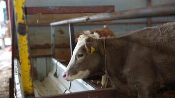 A peaceful and calm cow resting comfortably in a barn setting with a rustic background video