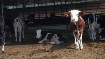 Happy and Healthy Calves Enjoying Their Wonderful Lives in a Peaceful Barn Environment video