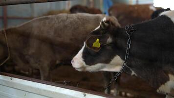 There are cows present in a farm setting, and they have identification tags attached to them video