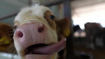 A closeup image of a playful young calf happily enjoying its time in a rustic barn video