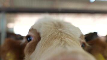 A Curious Cow is Slowly Approaching the Camera with a Gentle Interest and Calmness video