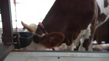 A CloseUp Perspective of Cattle in a Farm Setting An Illustration of Farm Life and Animals video