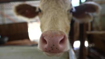 A CloseUp Image Capturing a Curious Cow in an Idyllic Farm Setting Full of Life and Nature video