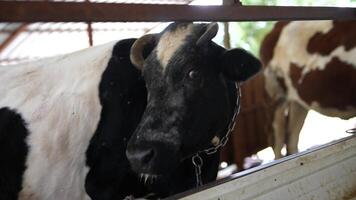 A closeup view displays a black and white cow standing inside a rustic barn environment video