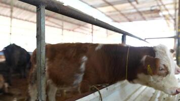 Cattle in Barn Exploring Farm Life and the Importance of Agriculture on the Farm video