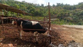 A stunning Black and White Cow peacefully grazing in a picturesque Rural Farm Setting video