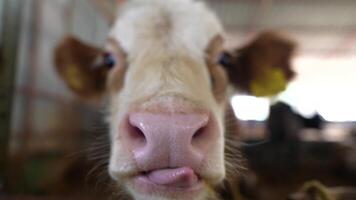 A CloseUp of a Wonderfully Curious Cow in a Cozy Barn Setting with Natural Elements video