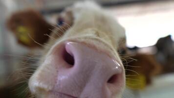 A detailed closeup of a cows nose prominently featured in a serene farm setting video