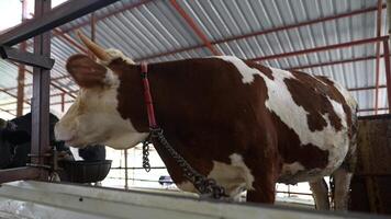 A cow is seen in a barn, showcasing its unique and beautiful brown and white pattern, video