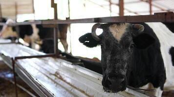 Farm Life Observing Dairy Cows in a Typical Barn Setting Within the Countryside Environment video
