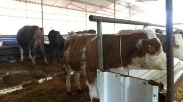 Cows in a Contemporary Dairy Farm Setting Emphasizing Sustainable Practices and Care video