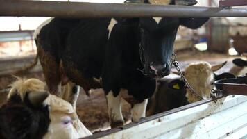 Discovering Cattle in Barn An Insightful Glimpse into Rural Farm Lifes Dynamics video
