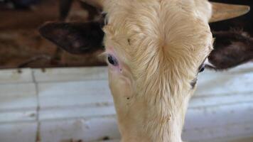 A Detailed CloseUp View of a Cows Head Captured in a Tranquil Farm Setting Environment video