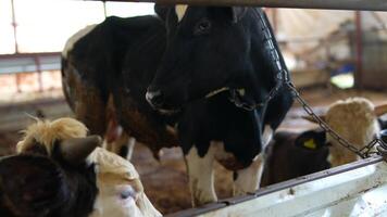 Cows in the Barn An InDepth Look at Dairy Farming Practices and Effective Livestock Management video