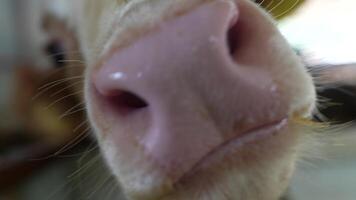 An Intimate CloseUp of a Cows Nose, Highlighting its Unique Texture and Intricate Details video