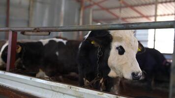 Within the Barn An Insight into Dairy Farm Life and Effective Livestock Management Practices video