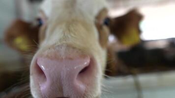 A Detailed CloseUp View of a Curious and Playful Calf in a Lovely Farm Environment Setting video