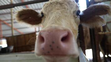 A fascinating closeup view of a curious cow inside a barn setting, surrounded by its environment video