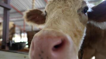 This is a closeup image showcasing a cow in a tranquil, serene farm environment video