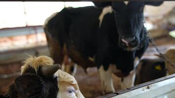 Cattle in the Barn An InDepth CloseUp Examination of Dairy Farming Practices and Operations video