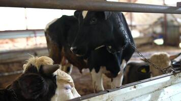 Cattle Housing Effective Management Practices are Essential for Dairy Farming Success video