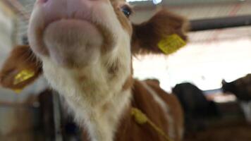 An Inquisitive and Adorable Calf Discovering and Exploring Its Surroundings on a Farm video