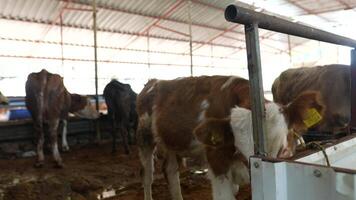 Cattle in a modern barn, highlighting contemporary agricultural practices and livestock care video